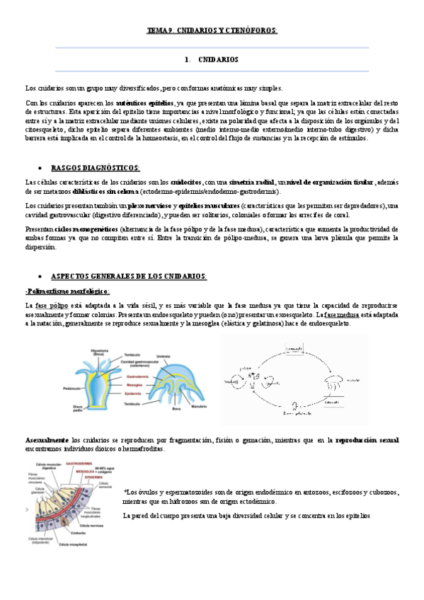 Miniatura del documento tema 9.-cnidarios y ctenóforos.pdf