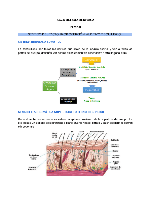 Miniatura del documento UD.3.-T.8.-SENTIDO-DEL-TACTO-PROPIOCEPCION-AUDITIVO-Y-EQUILIBRIO.pdf
