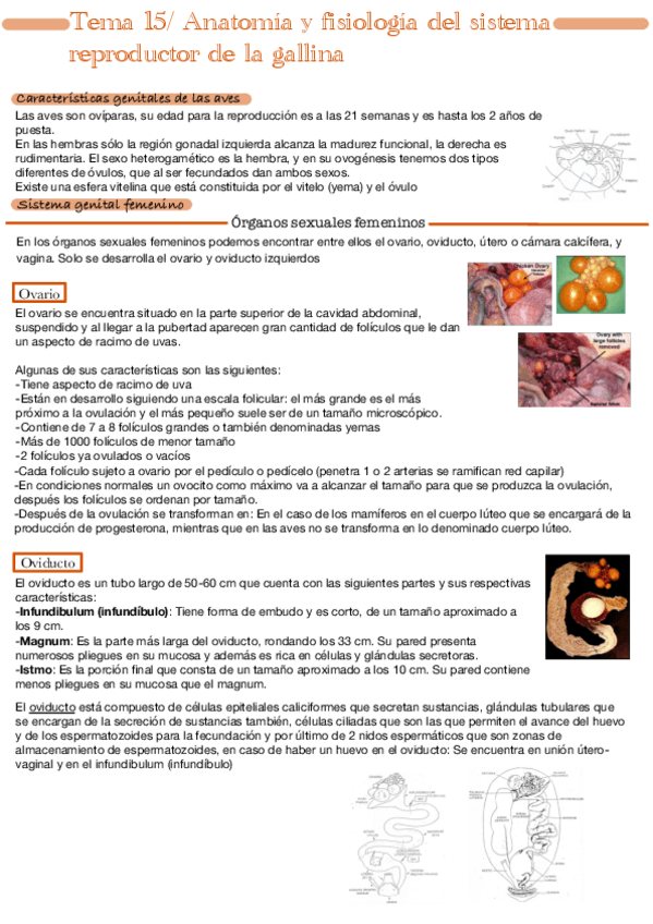 Miniatura del documento Tema-15.pdf