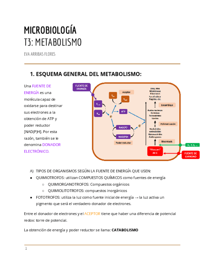 Miniatura del documento Apuntes-METABOLISMO.pdf