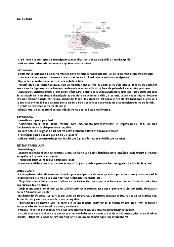 Miniatura del documento 3.4. Cinesiologia. Tobillo y pie.pdf