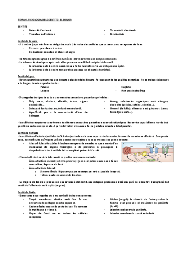 Miniatura del documento Tema-6.-Fisiologia-dels-sentits-i-del-dolor.pdf
