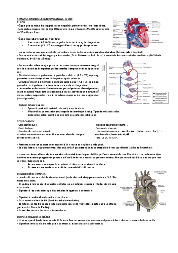 Miniatura del documento Tema-9.2.-Fisiologia-Cardiovascular.-El-Cor.pdf
