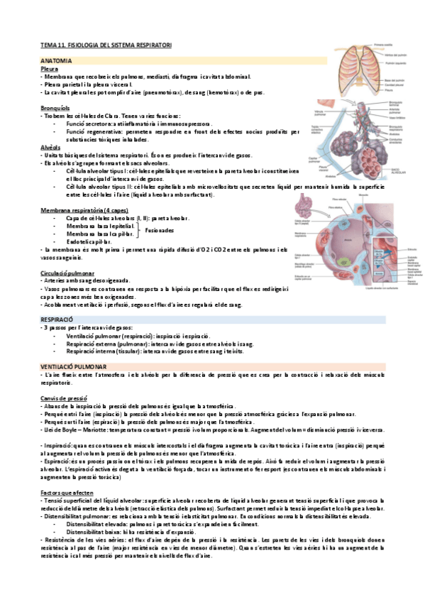 Miniatura del documento Tema-11.-Fisiologia-del-Sistema-Respiratori.pdf