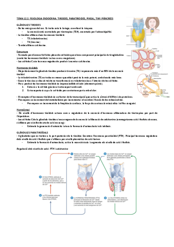 Miniatura del documento Tema-12.2.-Fisiologia-Endocrina.-Tiroides-paratiroides-pineal-tim-i-pancrees.pdf
