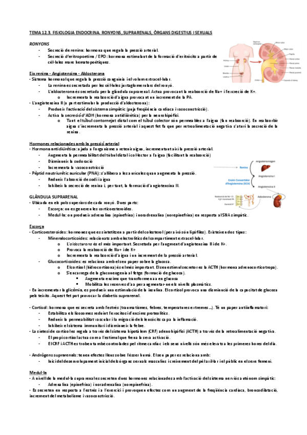 Miniatura del documento Tema-12.3.-Fisiologia-Endocrina.-Ronyons-suprarenals-organs-digestius-i-sexuals.pdf