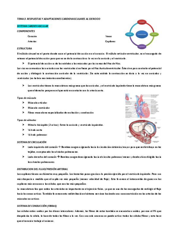 Miniatura del documento TEMA-3.-Respuestas-y-adaptaciones-cardiovasculares-al-ejercicio.pdf