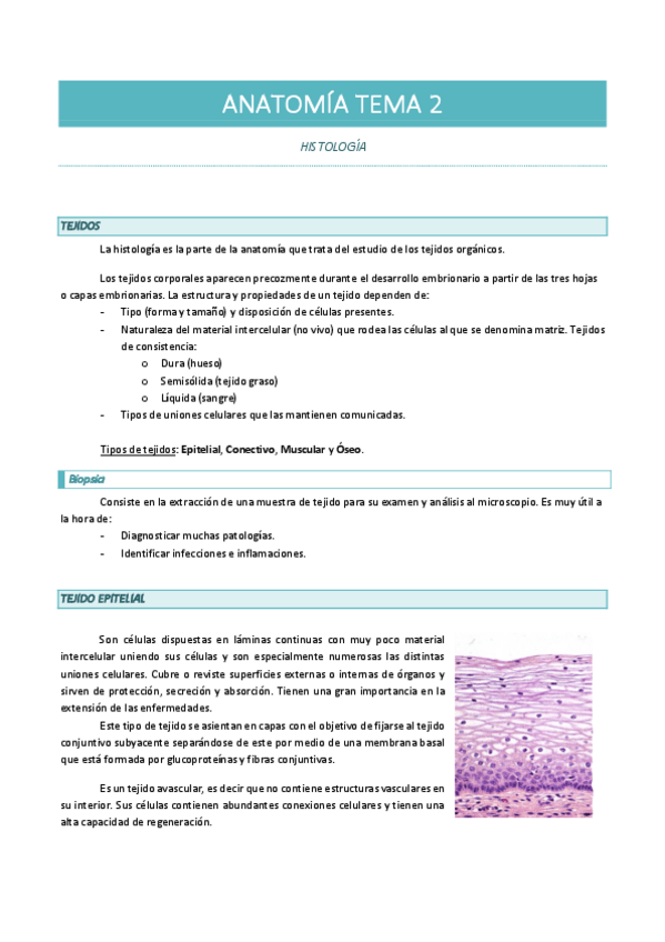 Miniatura del documento ANATOMIA-TEMA-2-histologia.pdf