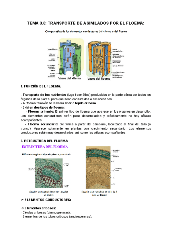 Miniatura del documento TEMA-3.3-TRANSPORTE-DE-ASIMILADOS-POR-EL-FLOEMA.pdf