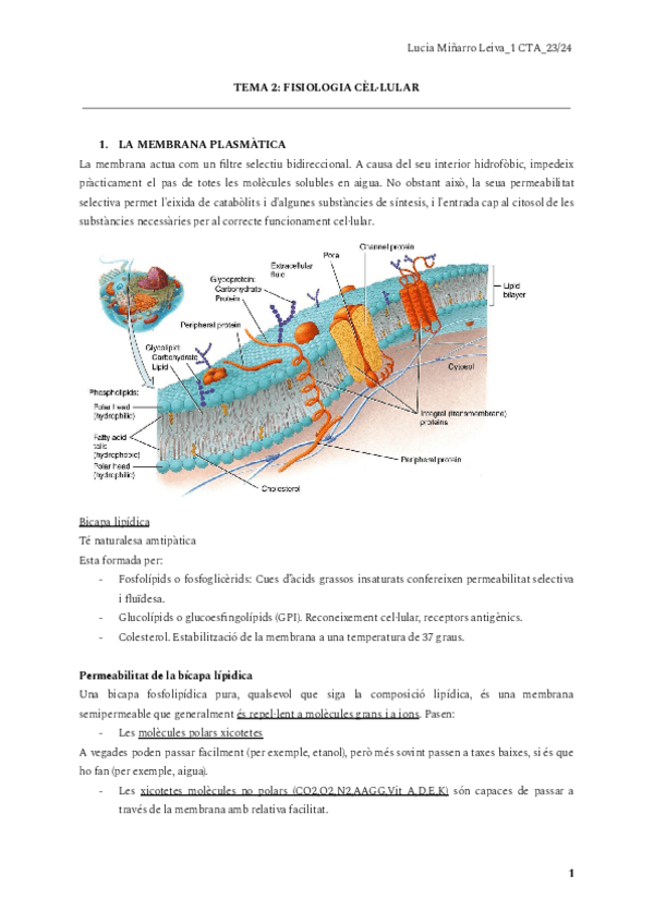 Miniatura del documento TEMA-2-FISIOLOGIA-CELLULAR-1.pdf