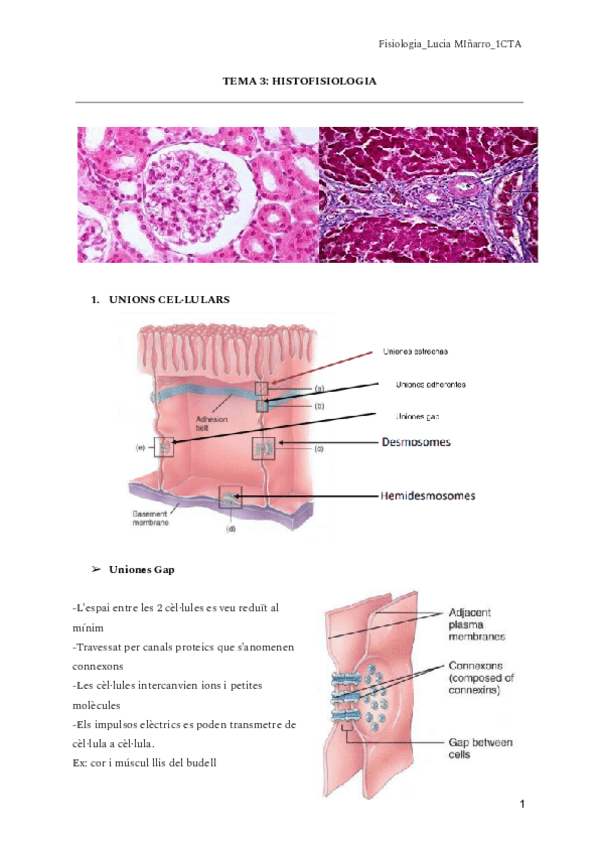 Miniatura del documento TEMA-3-HISTOFISIOLOGIA.pdf