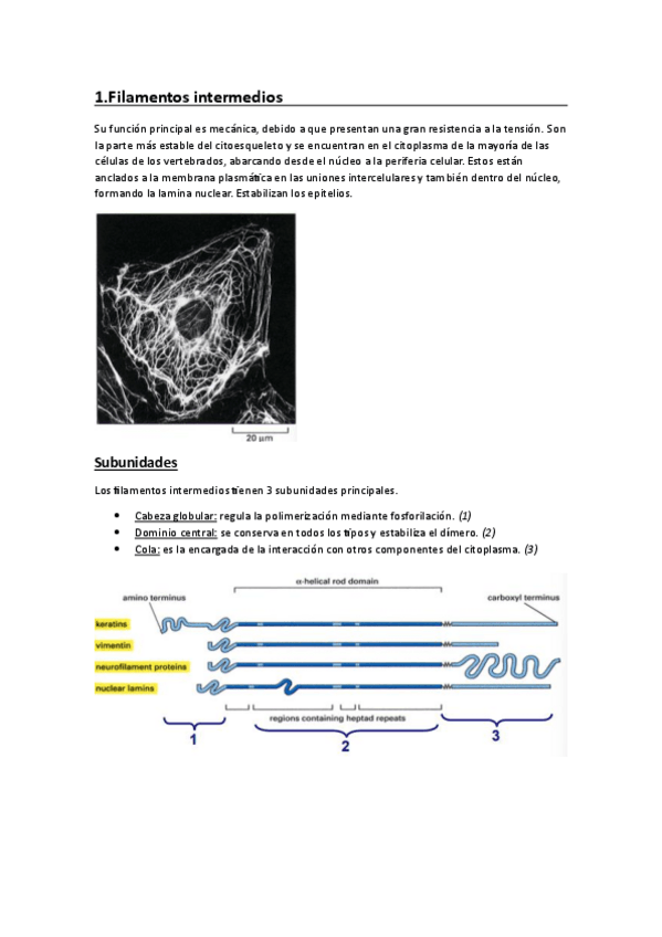 Miniatura del documento Tema-5.3-Citosol-y-citoesqueleto-filamentos-intermediosok.pdf