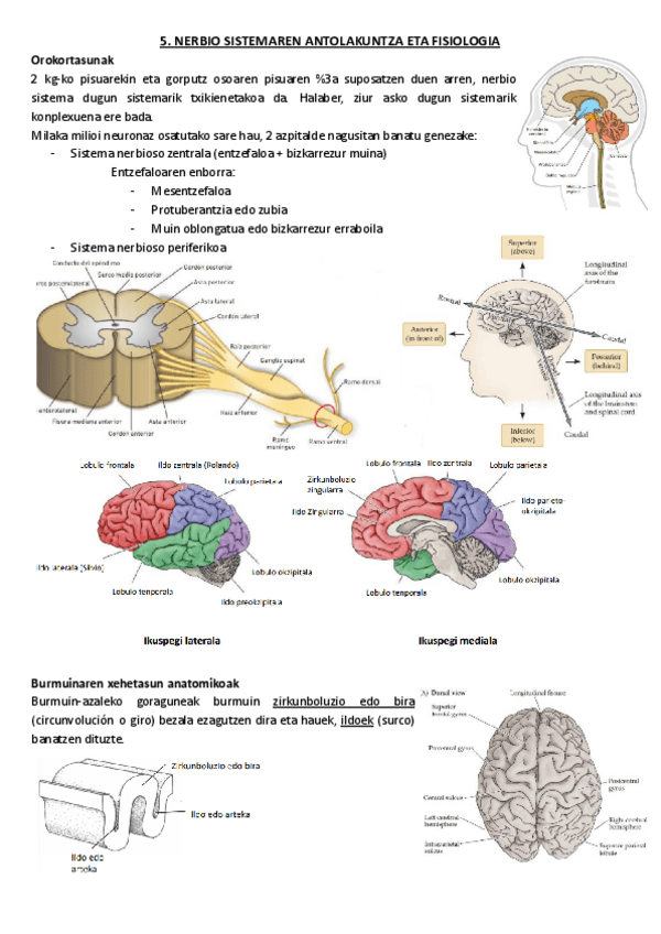 Miniatura del documento 5.-Nerbio-sistemaren-antolakuntza-eta-fisiologia.pdf