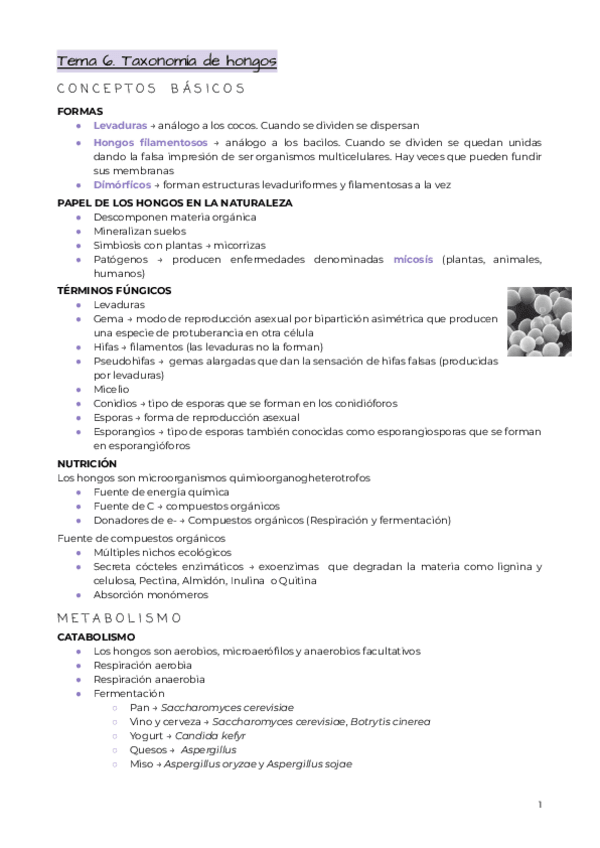 Miniatura del documento Tema-6.-Taxonomia-hongos.pdf