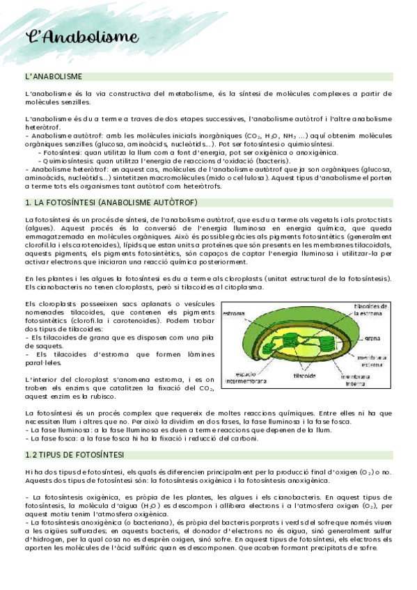 Miniatura del documento LANABOLISME.pdf