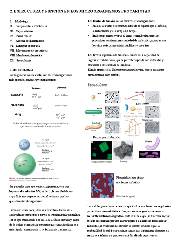 Miniatura del documento 2.-Estructura-y-morfologia.pdf