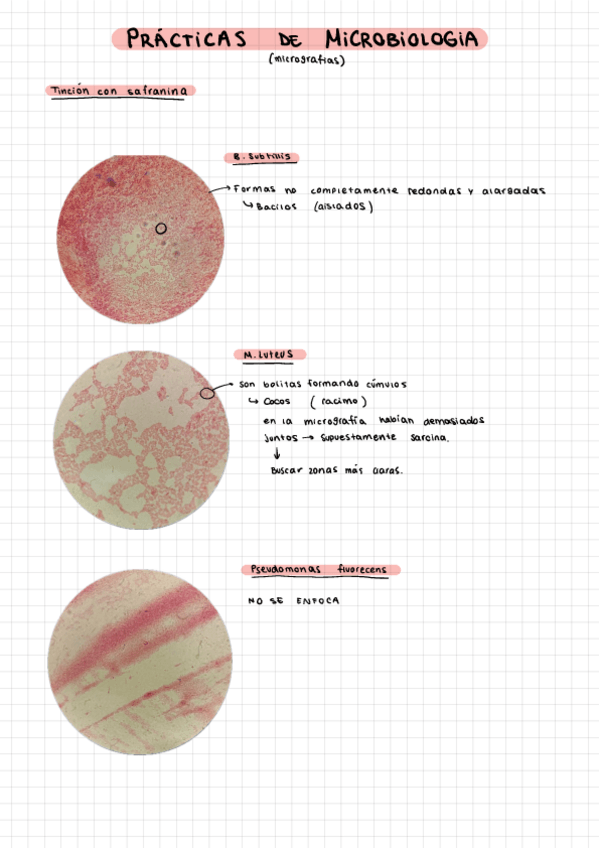 Miniatura del documento Practicas-de-laboratorio-de-microbiologia.pdf