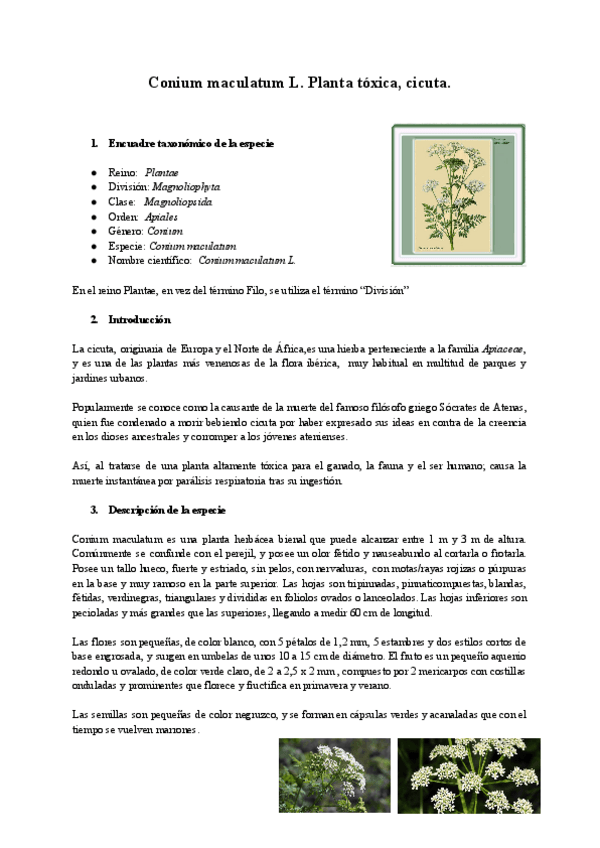 Miniatura del documento TRABAJO-BOTANICA-cicuta.pdf