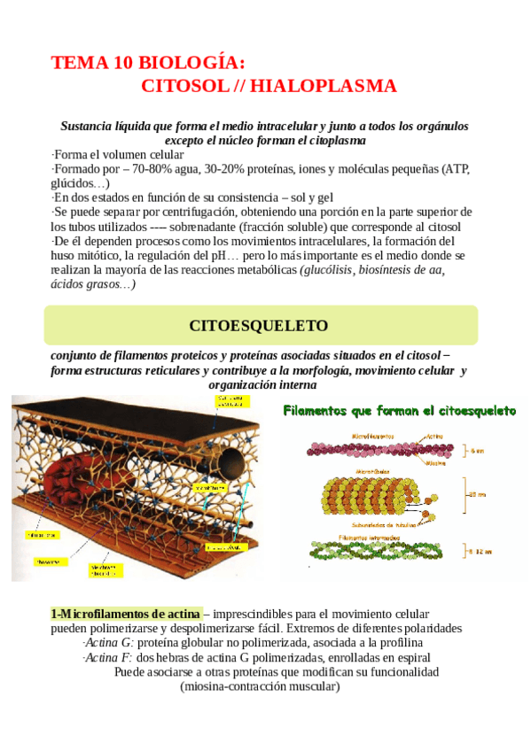 Miniatura del documento TEMA-10-CITOSOL-O-HIALOPLASMA.pdf