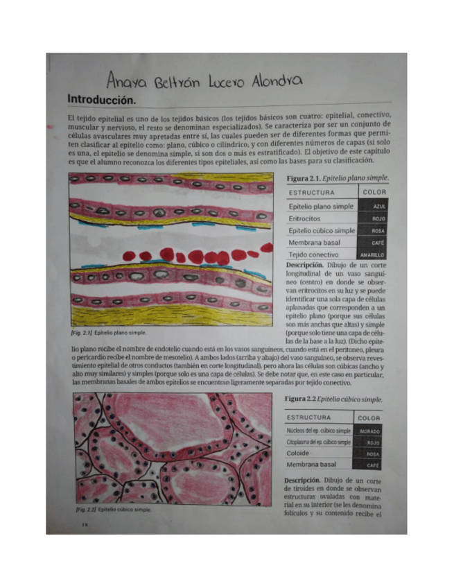 Miniatura del documento Dibujos-de-Histologia.pdf