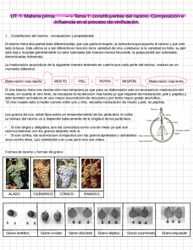 Miniatura del documento Enologia-T1.pdf