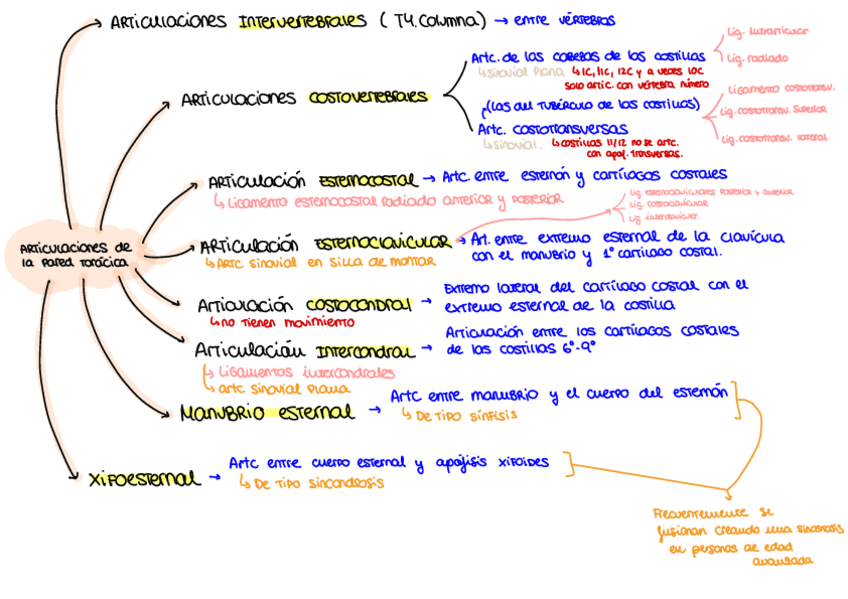 Miniatura del documento EsuqemaArticulaciones-de-la-pared-toracica.pdf