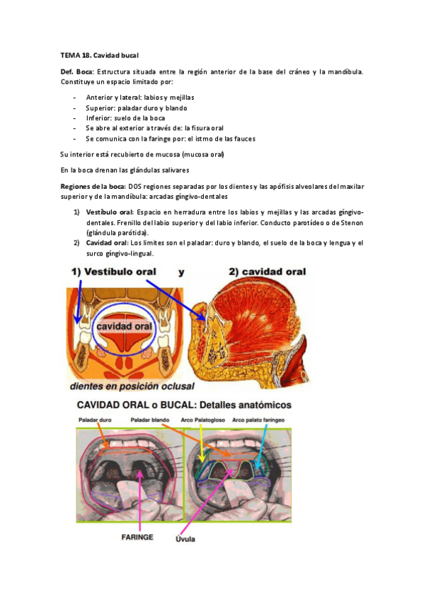 Miniatura del documento CAVIDAD-BUCAL.pdf