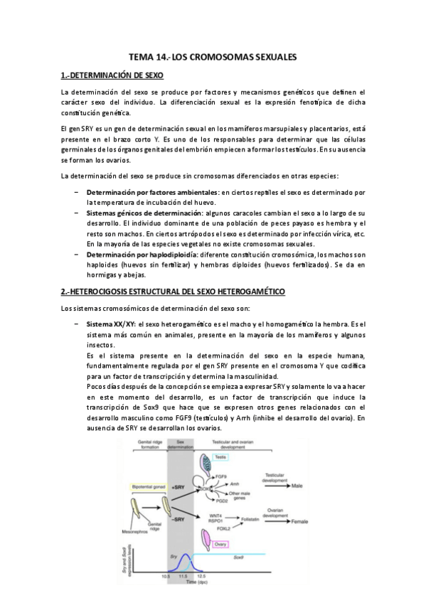 Miniatura del documento Tema 14.-Cromosomas sexuales.pdf