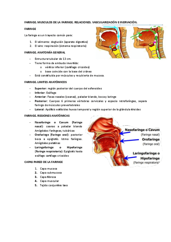 Miniatura del documento FARINGE.-MUSCULOS-DE-LA-FARINGE.pdf