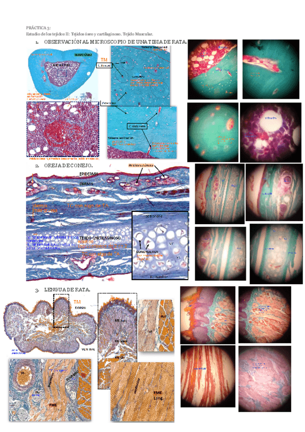 Miniatura del documento prac3.pdf