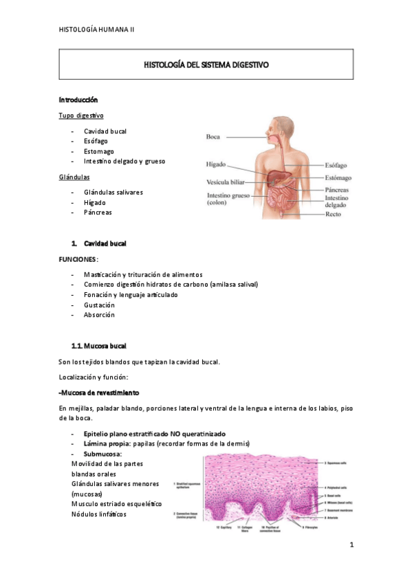 Miniatura del documento BLOQUE-III-DIGESTIVO.pdf