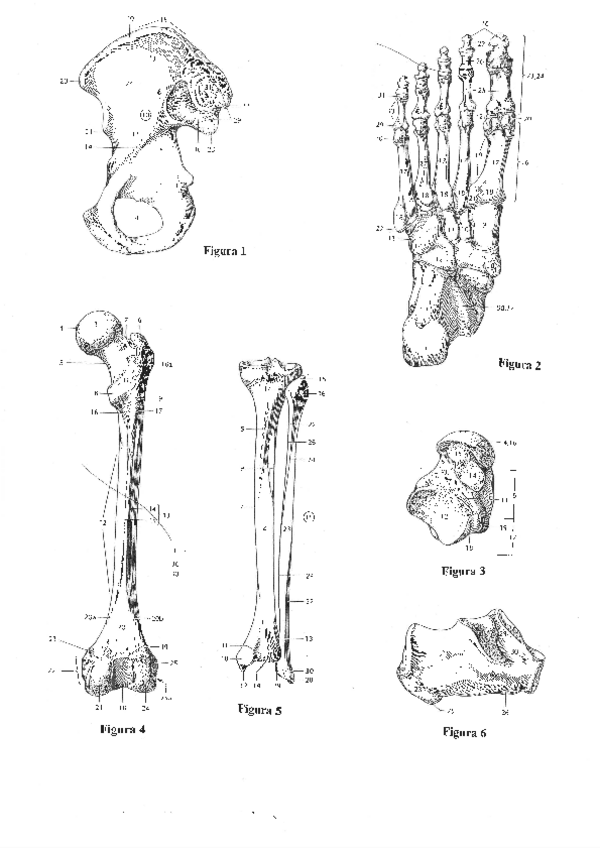 Miniatura del documento PRACTICAS-ANATOMIA-SIN-RESOLVER.pdf