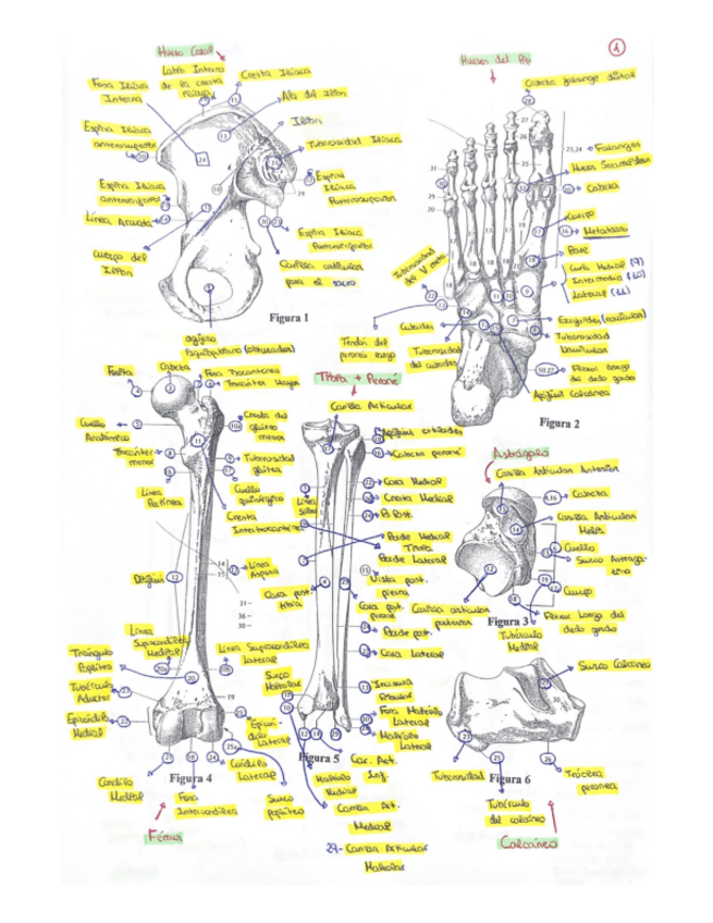 Miniatura del documento PRACTICAS-ANATOMIA.pdf