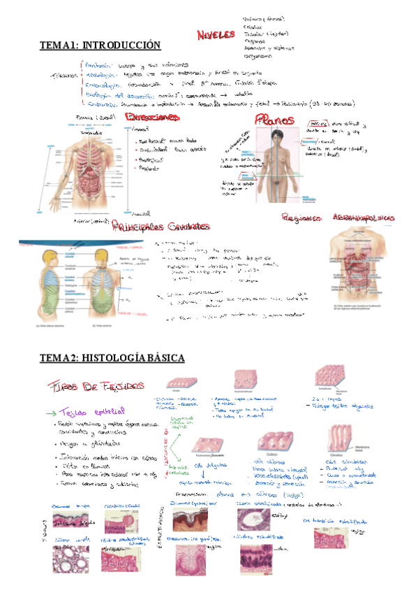 Miniatura del documento 1PARCIAL-ECH-1-11.pdf