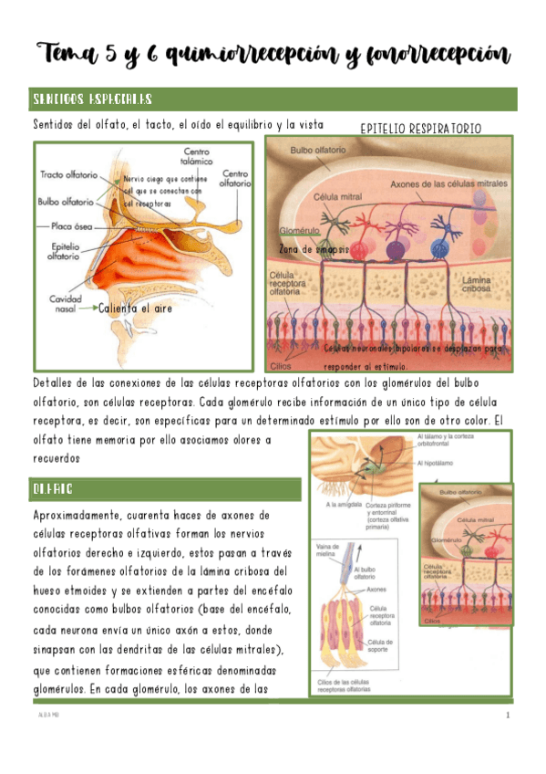Miniatura del documento Tema-5-y-6-quimiorrecepcion-y-fonorrecepcion.pdf