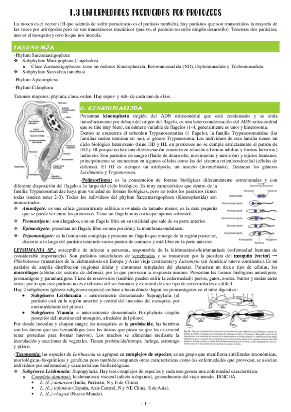 Miniatura del documento 3-Enfermedades-producidas-por-protozoos.pdf