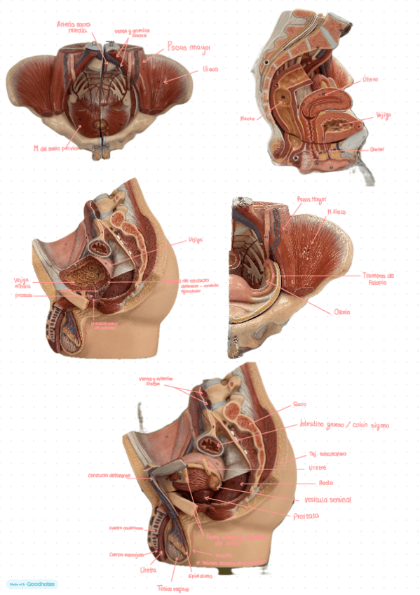 Miniatura del documento Anatomia-practicas-Cavidad-abdominal-y-pelvica.pdf