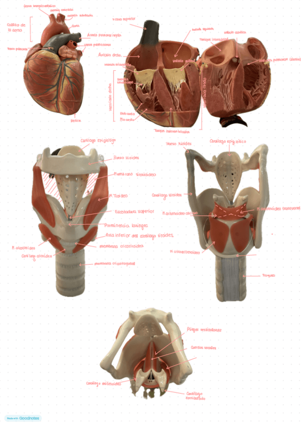 Miniatura del documento Anatomia-practicas-Corazon-e-hioides.pdf