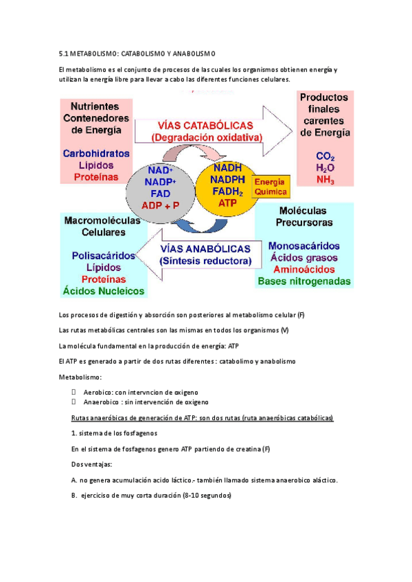 Miniatura del documento CATABOLISMO-Y-ANABOLISMO.docx.pdf