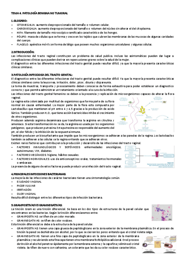 Miniatura del documento TEMA-4-CITO-GINE.pdf