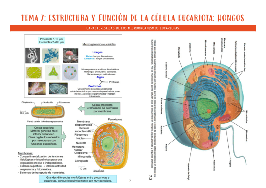 Miniatura del documento micro-tema-7.pdf
