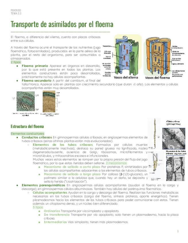 Miniatura del documento PAR1Tema-3.3-Transporte-floema.pdf