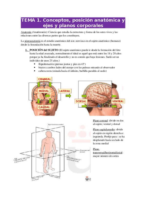 Miniatura del documento ANATOMIA-1-8.docx