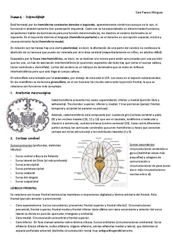 Miniatura del documento Tema-6-TELENCEFALO.pdf