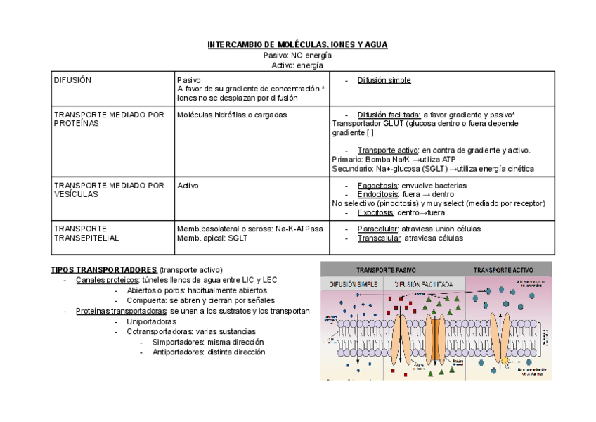 Miniatura del documento Resumen-fisiologia.pdf
