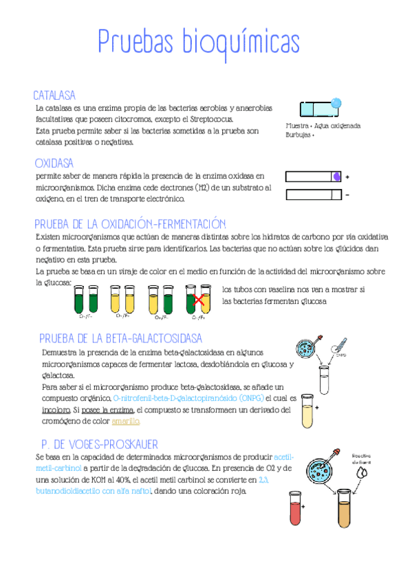 Miniatura del documento Pruebas-bioquimicas.pdf