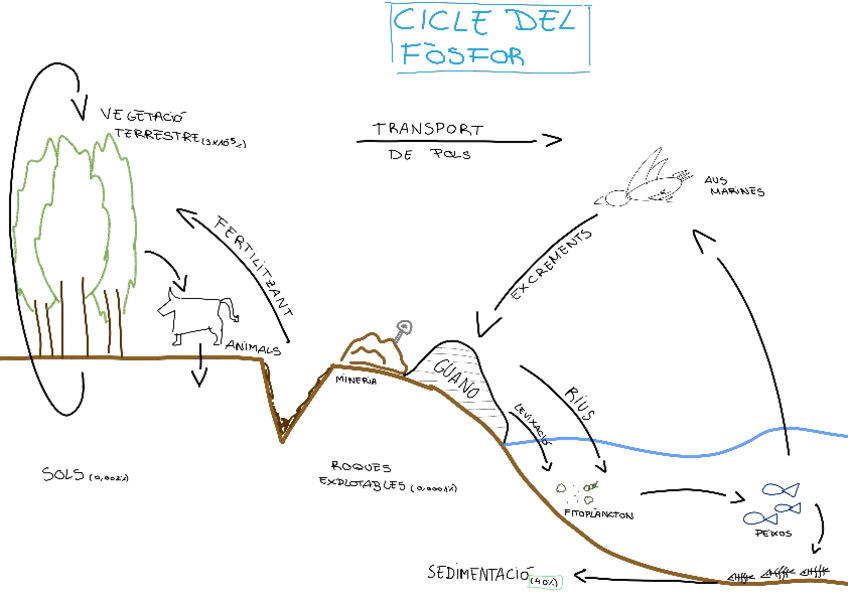 Miniatura del documento CICLE-DEL-FOSFOR.pdf