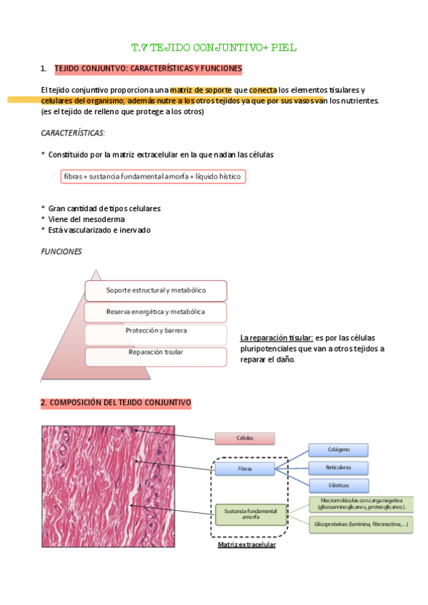 Miniatura del documento t.7-anato-pdf.pdf