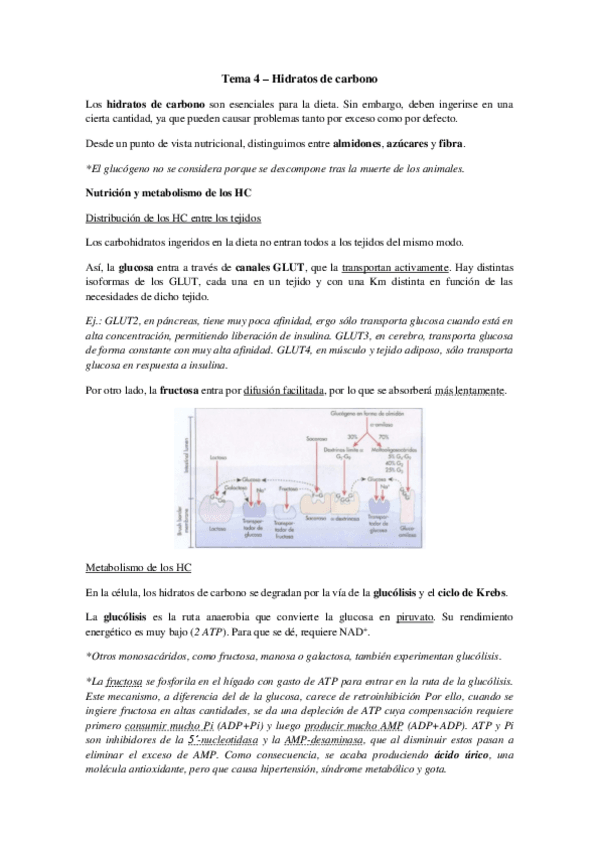 Miniatura del documento Tema 4 - Hidratos de carbono.pdf