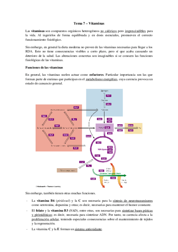 Miniatura del documento Tema 7 - Vitaminas.pdf